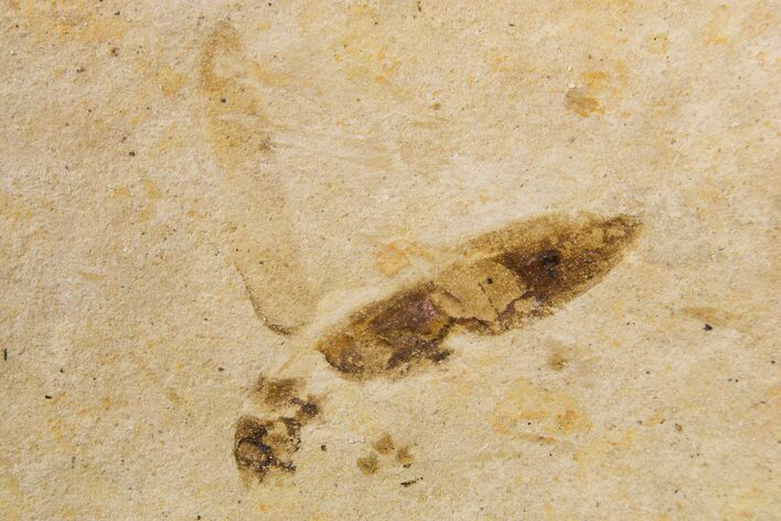 Fossil Beetle (Coleoptera) Elytra - Bois d’Asson, France #295298